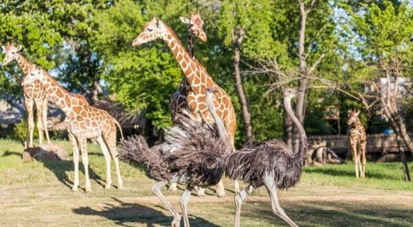do-you-think-zoos-are-suitable-places