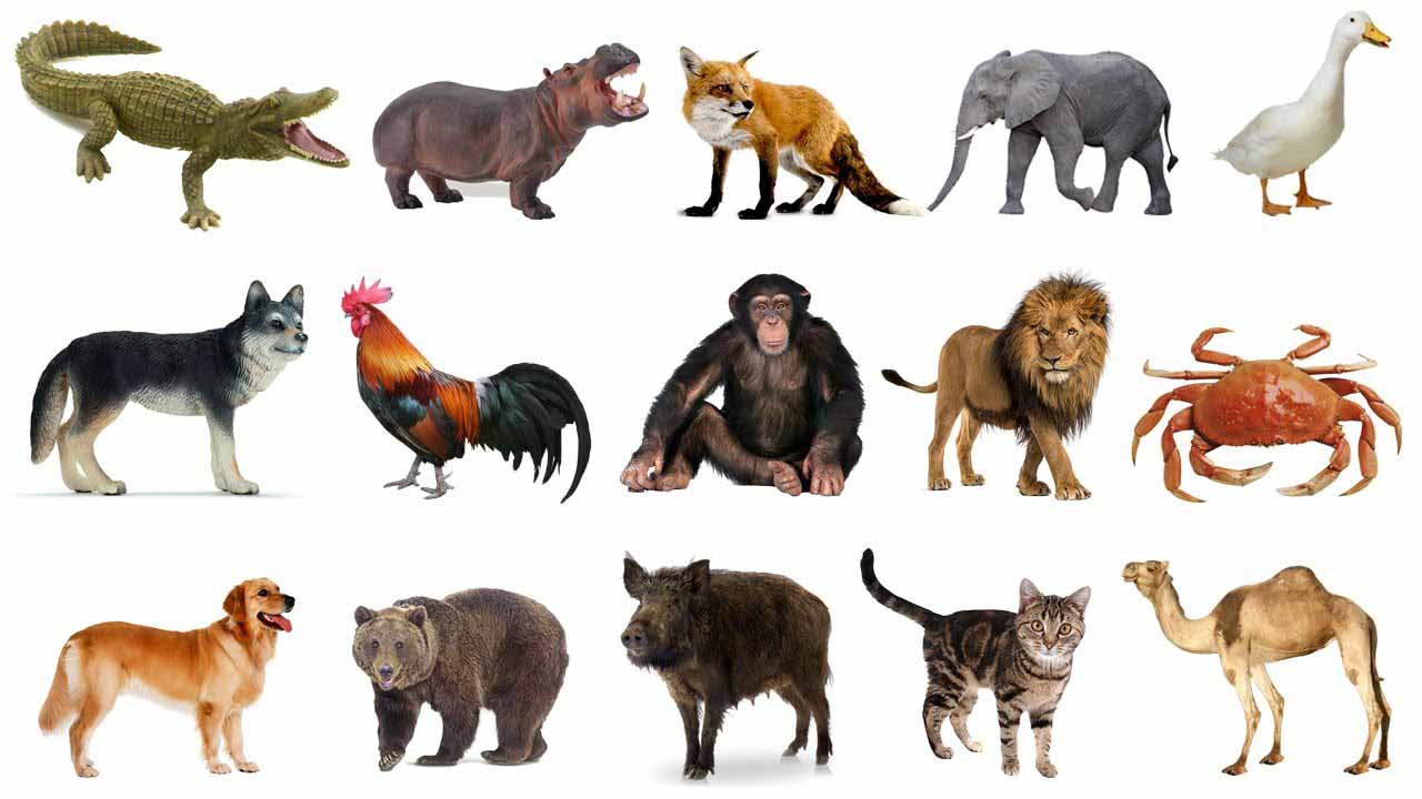 what-animal-do-you-like-the-most