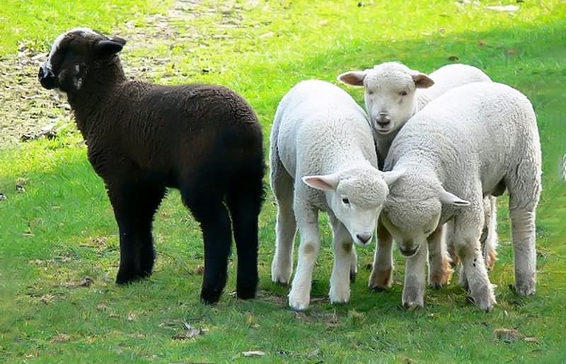 The Black Sheep - Nguồn gốc, Ý nghĩa và Vận dụng vào ngữ cảnh thực tế trong tiếng Anh 5 the-black-sheep-2