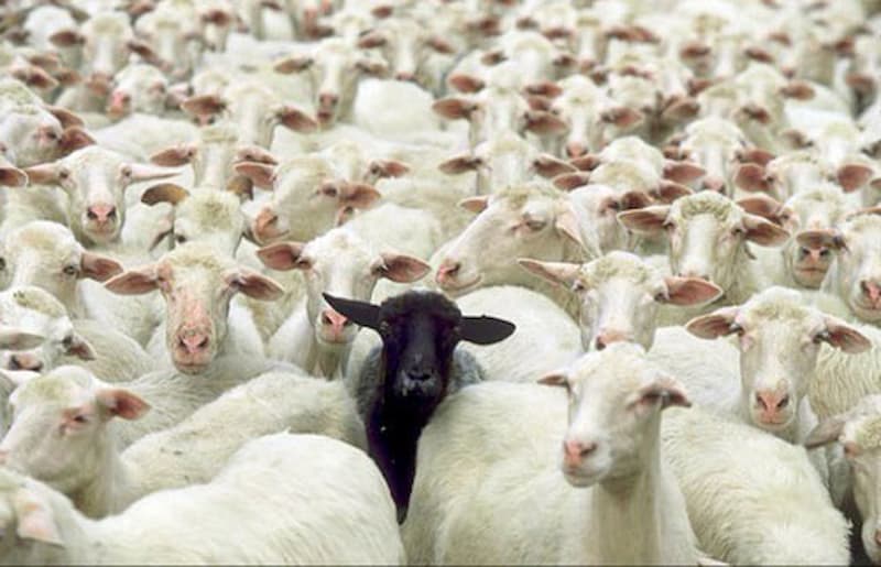 The Black Sheep - Nguồn gốc, Ý nghĩa và Vận dụng vào ngữ cảnh thực tế trong tiếng Anh 2 the-black-sheep