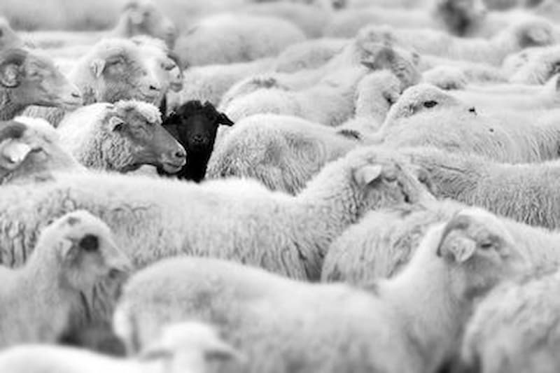 The Black Sheep - Nguồn gốc, Ý nghĩa và Vận dụng vào ngữ cảnh thực tế trong tiếng Anh 3 the-black-sheep