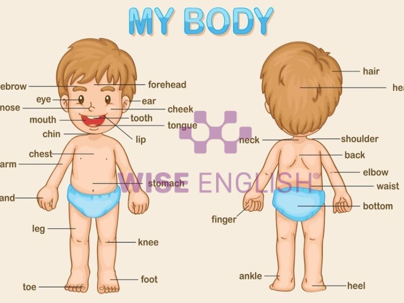 Dạy học tiếng Anh cho bé lớp 2 theo chủ đề bộ phận cơ thể người