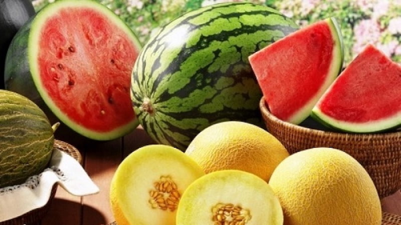 Từ vựng về các loại dưa