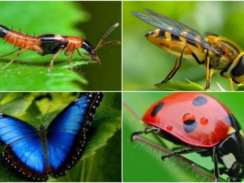 9 chủ đề dạy bé học tiếng Anh qua con vật hay nhất 7 Tiếng Anh cho bé qua côn trùng