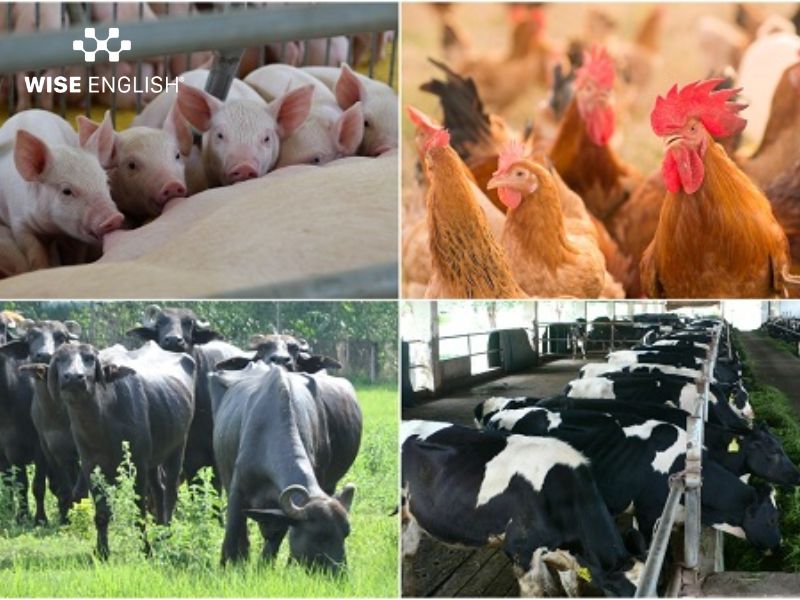 9 chủ đề dạy bé học tiếng Anh qua con vật hay nhất 9 Từ vựng chủ đề vật nuôi trong trang trại