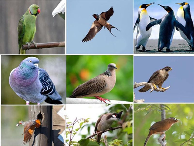9 chủ đề dạy bé học tiếng Anh qua con vật hay nhất 5 Từ vựng tiếng Anh về các loài chim