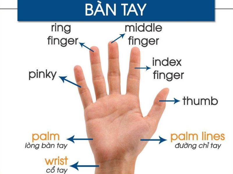TẤT TẦN TẬT VỀ BÀN TAY TIẾNG ANH DÀNH CHO BÉ 2 Từ vựng về bộ phận trên tay